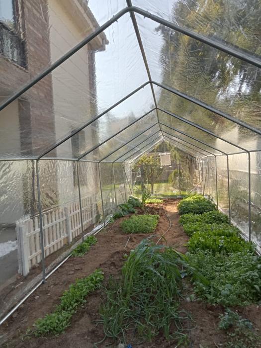 BHK AKASYA LARGE HOBİ BAHÇE SERASI10.50*3.00*1.5 -31,50 M2